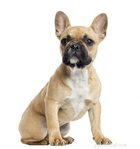 French Bulldog Profile: Traits, Care, and Family Fit