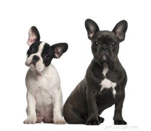 French Bulldog Profile: Traits, Care, and Family Fit
