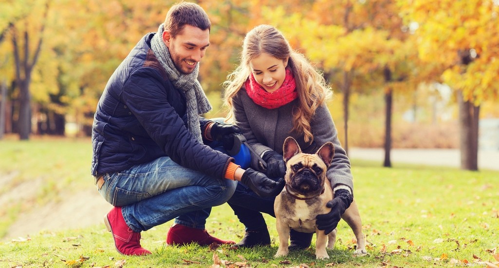 French Bulldog Profile: Traits, Care, and Family Fit