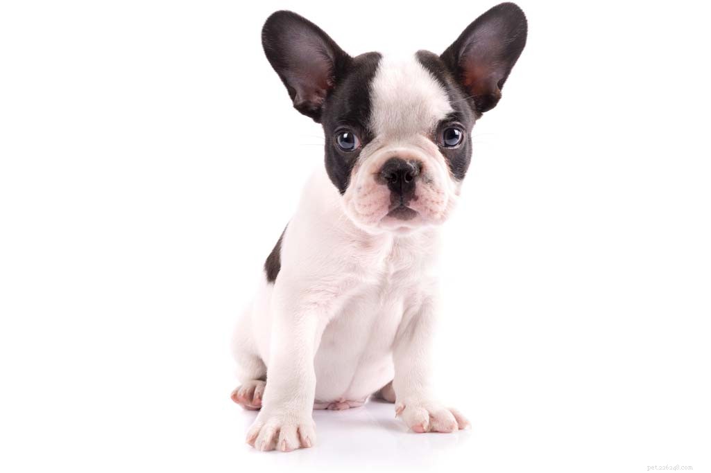 French Bulldog Profile: Traits, Care, and Family Fit