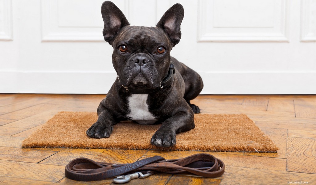 French Bulldog Profile: Traits, Care, and Family Fit