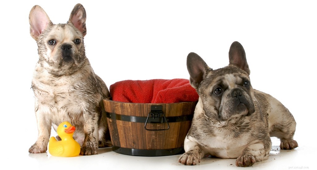 French Bulldog Profile: Traits, Care, and Family Fit