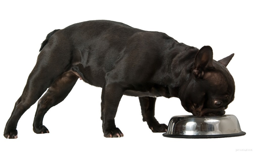 French Bulldog Profile: Traits, Care, and Family Fit