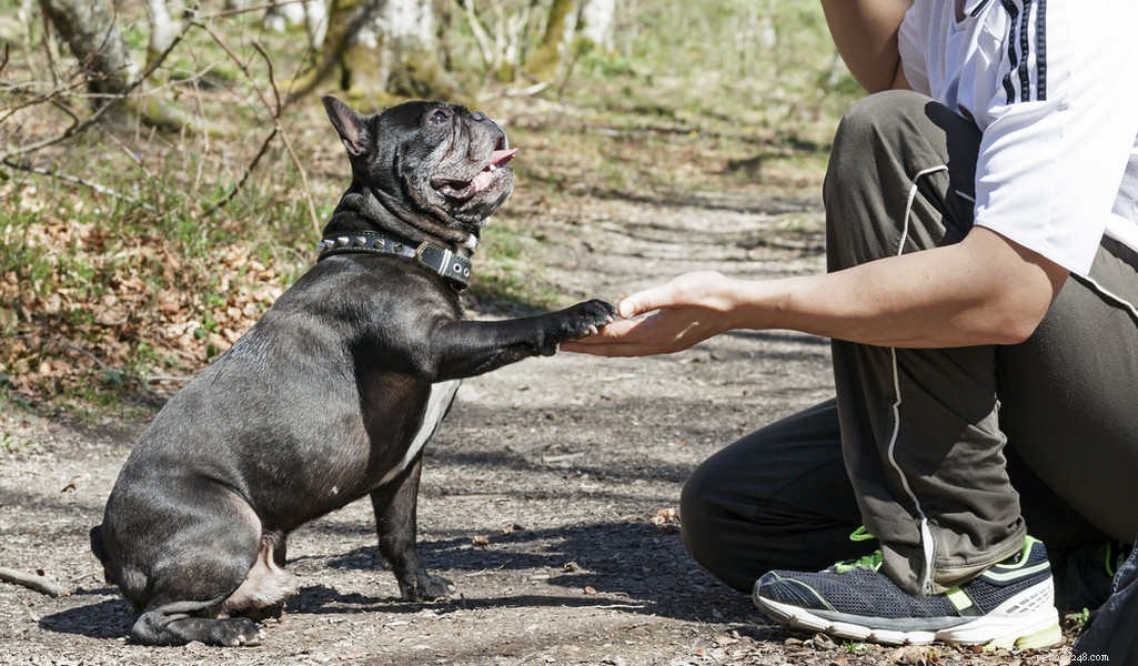 French Bulldog Profile: Traits, Care, and Family Fit