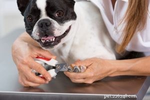 French Bulldog Profile: Traits, Care, and Family Fit
