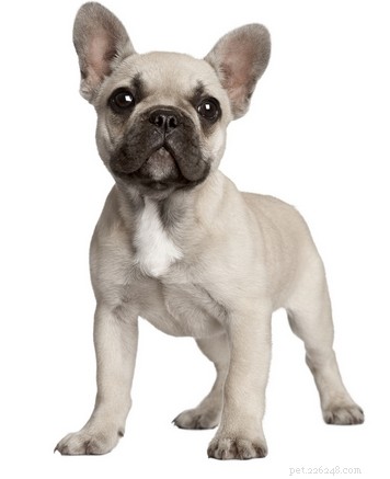French Bulldog Profile: Traits, Care, and Family Fit