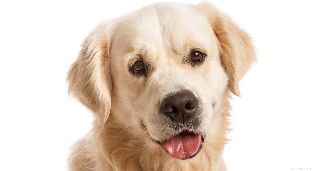 Updated 2024 Labrador Retriever Profile: Traits, Care & Why They re America s Favorite