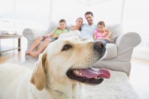 Updated 2024 Labrador Retriever Profile: Traits, Care & Why They re America s Favorite