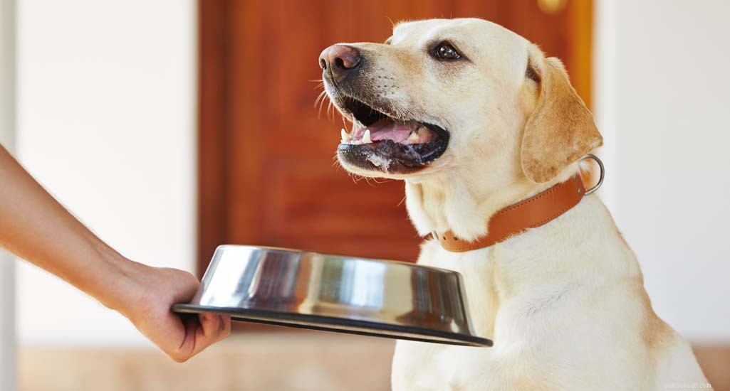 Updated 2024 Labrador Retriever Profile: Traits, Care & Why They re America s Favorite