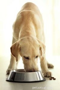 Updated 2024 Labrador Retriever Profile: Traits, Care & Why They re America s Favorite