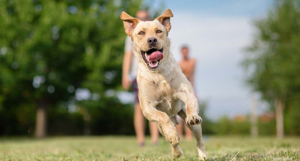 Updated 2024 Labrador Retriever Profile: Traits, Care & Why They re America s Favorite