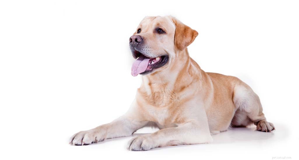 Updated 2024 Labrador Retriever Profile: Traits, Care & Why They re America s Favorite