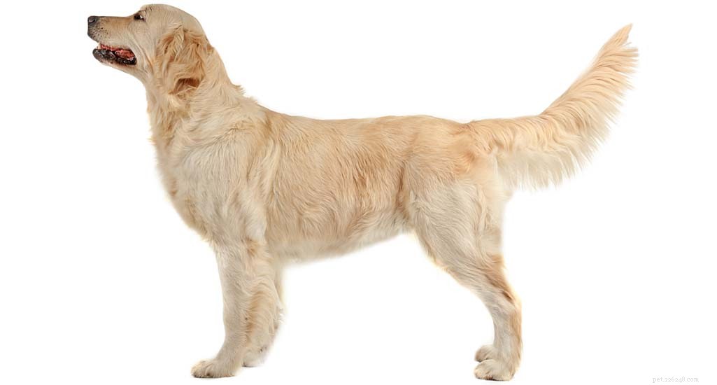 Updated 2024 Labrador Retriever Profile: Traits, Care & Why They re America s Favorite