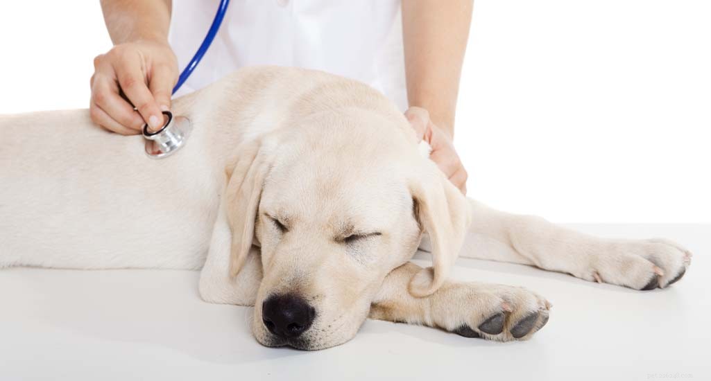 Updated 2024 Labrador Retriever Profile: Traits, Care & Why They re America s Favorite