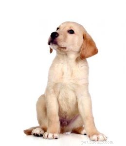 Updated 2024 Labrador Retriever Profile: Traits, Care & Why They re America s Favorite