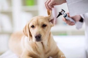 Updated 2024 Labrador Retriever Profile: Traits, Care & Why They re America s Favorite