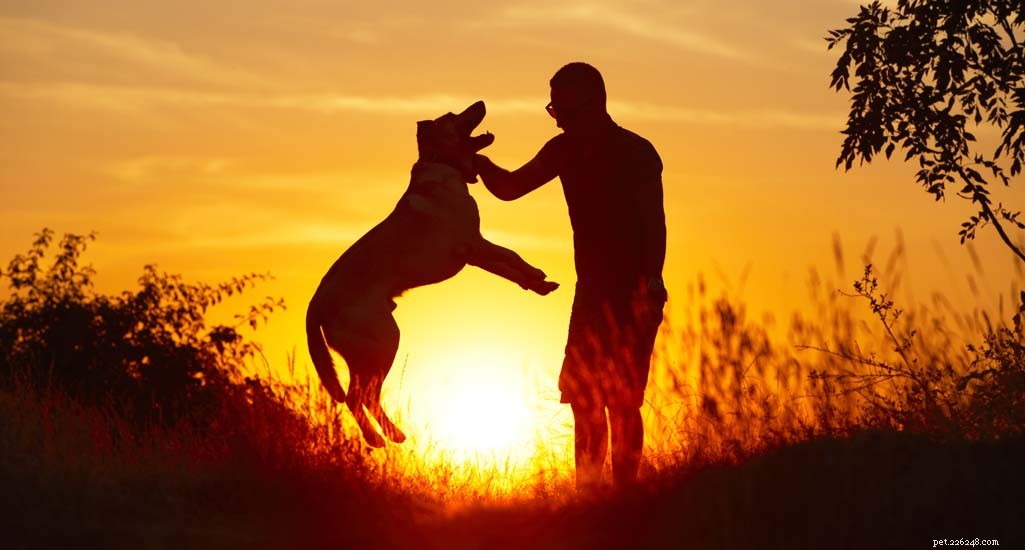 Updated 2024 Labrador Retriever Profile: Traits, Care & Why They re America s Favorite