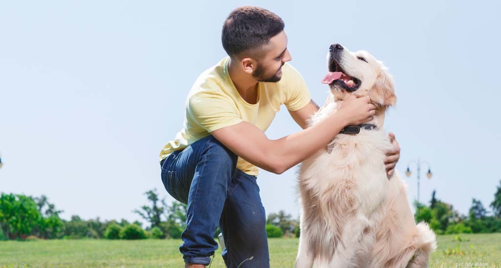 Updated 2024 Labrador Retriever Profile: Traits, Care & Why They re America s Favorite