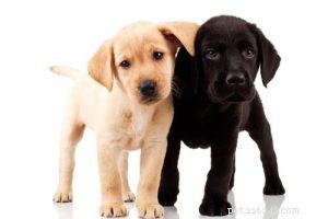 Updated 2024 Labrador Retriever Profile: Traits, Care & Why They re America s Favorite