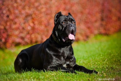 Top 10 Dog Breeds Least Suitable for First‑Time Owners