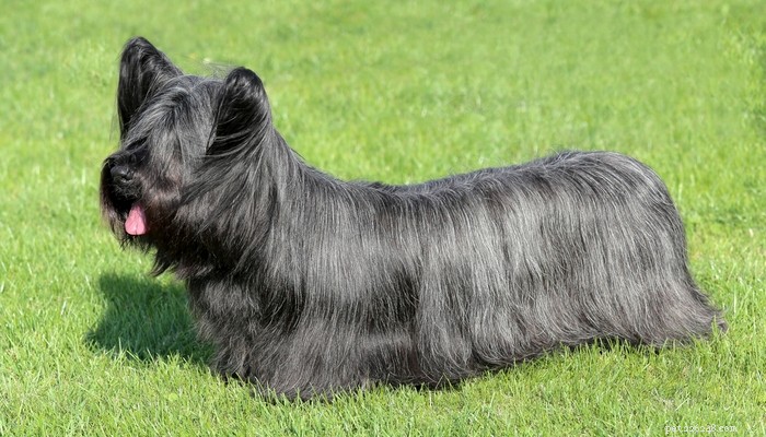 Top 10 Dog Breeds Least Suitable for First‑Time Owners
