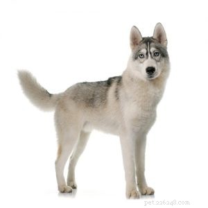 Top 10 Dog Breeds Least Suitable for First‑Time Owners