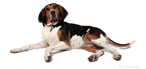 Top 10 Dog Breeds Least Suitable for First‑Time Owners