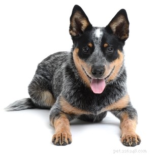 Top 10 Dog Breeds Least Suitable for First‑Time Owners