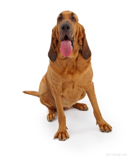 Top 10 Dog Breeds Least Suitable for First‑Time Owners