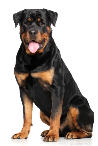 Top 10 Dog Breeds Least Suitable for First‑Time Owners