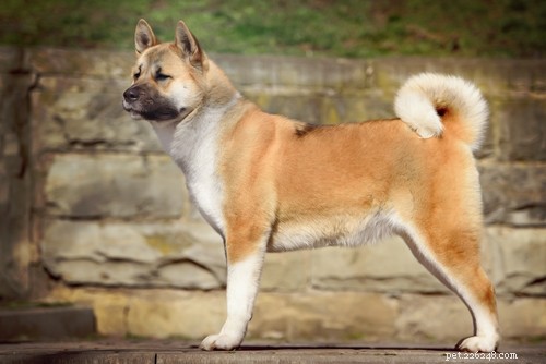 Top 10 Dog Breeds Least Suitable for First‑Time Owners
