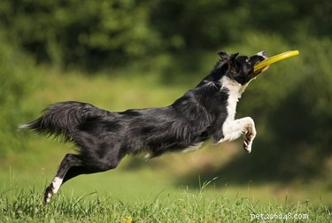 Top 10 Dog Breeds Least Suitable for First‑Time Owners