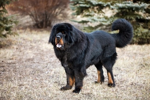 Top 10 Dog Breeds Least Suitable for First‑Time Owners
