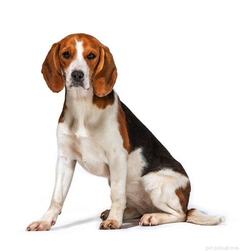 Beagle Breed Profile – The Ultimate Guide to America’s Favorite Dog