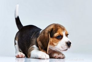 Beagle Breed Profile – The Ultimate Guide to America’s Favorite Dog