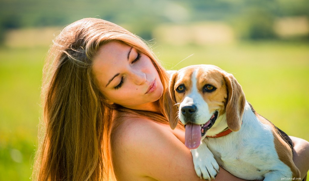Beagle Breed Profile – The Ultimate Guide to America’s Favorite Dog