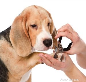 Beagle Breed Profile – The Ultimate Guide to America’s Favorite Dog
