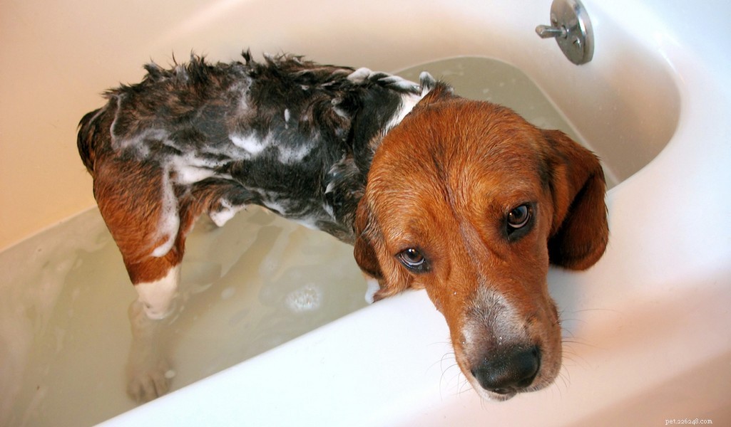 Beagle Breed Profile – The Ultimate Guide to America’s Favorite Dog