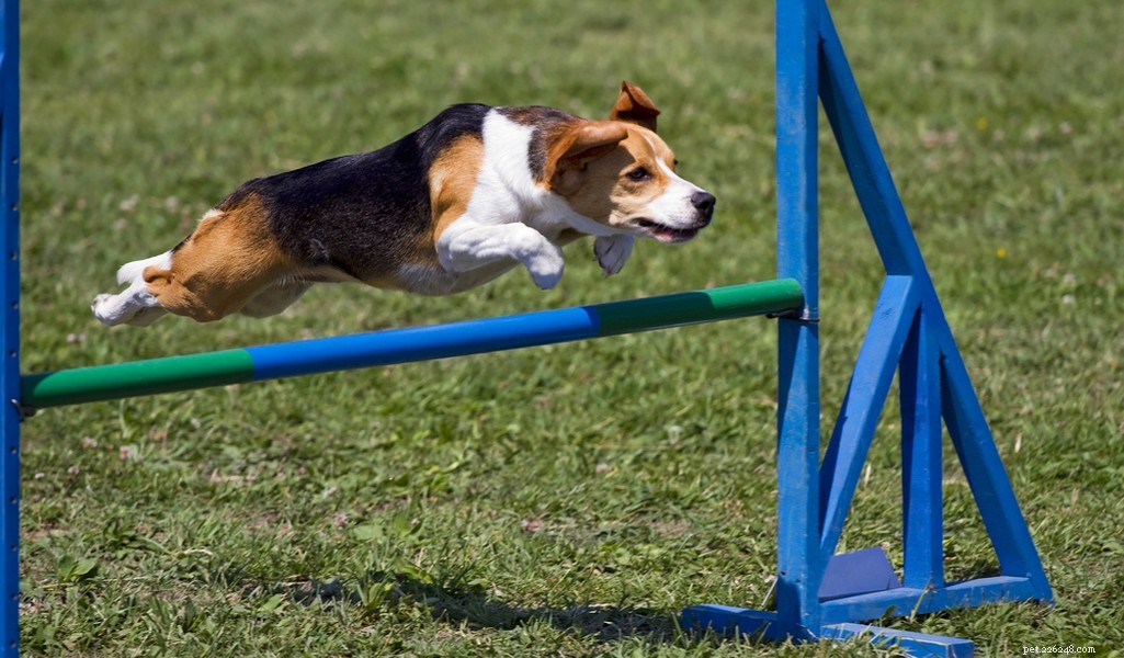 Beagle Breed Profile – The Ultimate Guide to America’s Favorite Dog