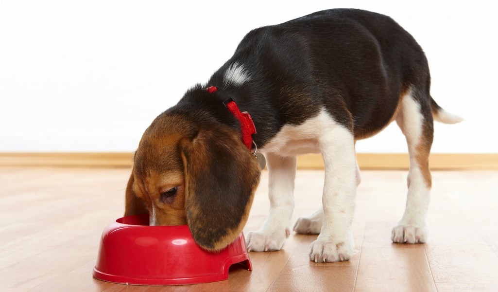 Beagle Breed Profile – The Ultimate Guide to America’s Favorite Dog