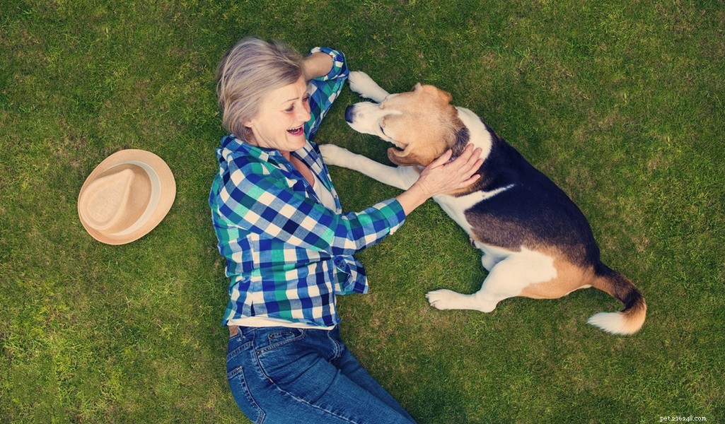 Beagle Breed Profile – The Ultimate Guide to America’s Favorite Dog