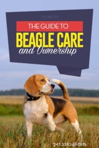 Beagle Breed Profile – The Ultimate Guide to America’s Favorite Dog