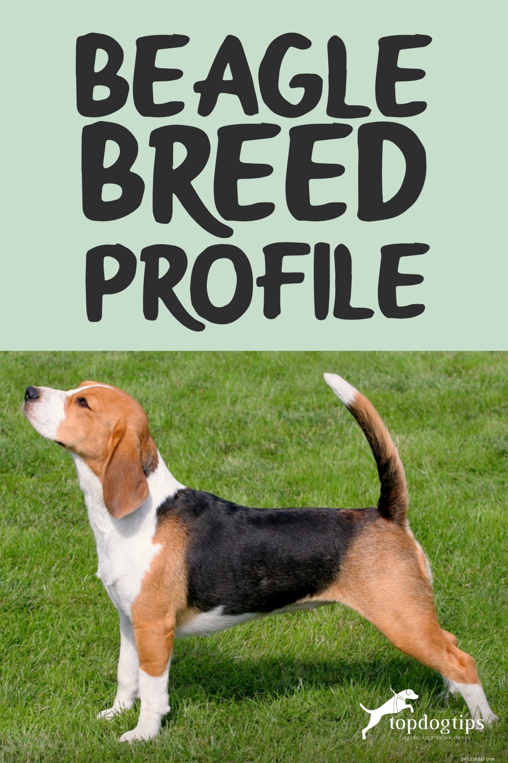 Beagle Breed Profile – The Ultimate Guide to America’s Favorite Dog