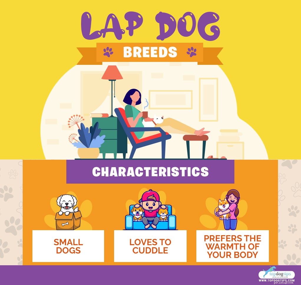 Top 30 Lap Dogs for Warm, Cuddly Companions