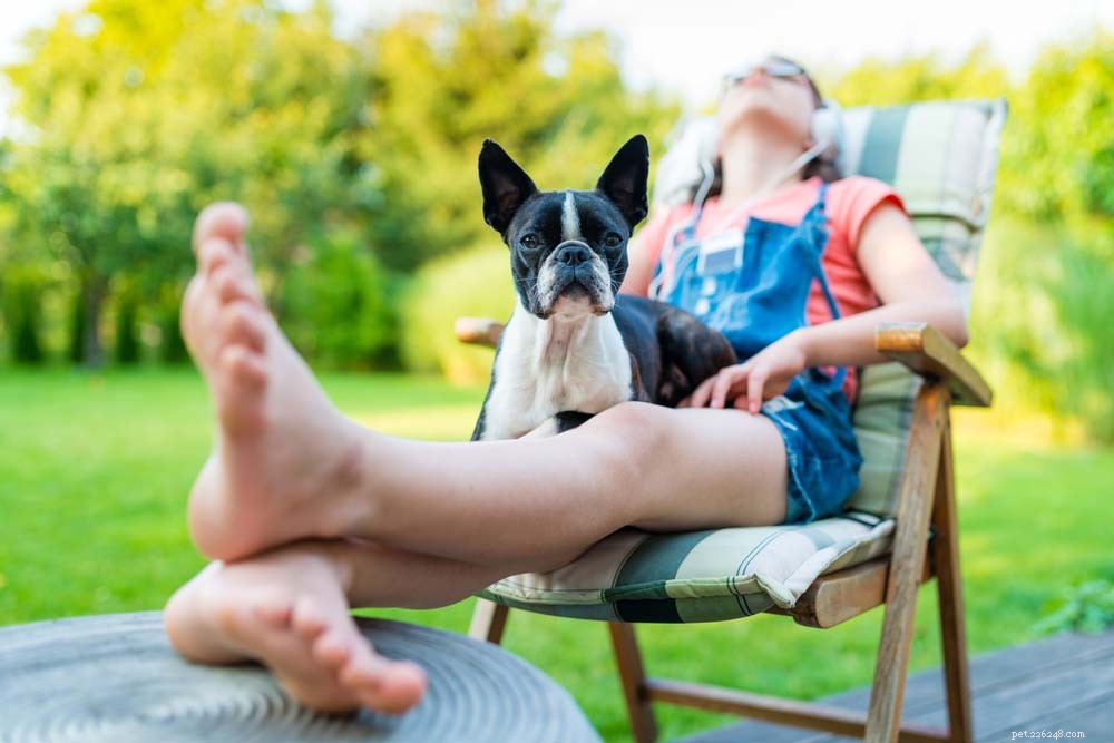Top 30 Lap Dogs for Warm, Cuddly Companions