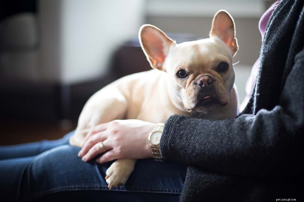 Top 30 Lap Dogs for Warm, Cuddly Companions
