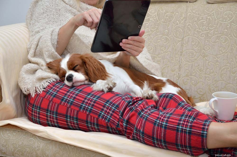 Top 30 Lap Dogs for Warm, Cuddly Companions