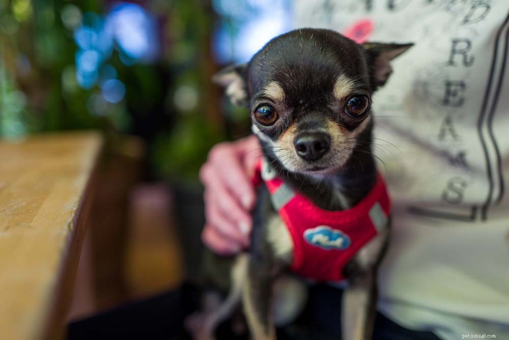Top 30 Lap Dogs for Warm, Cuddly Companions