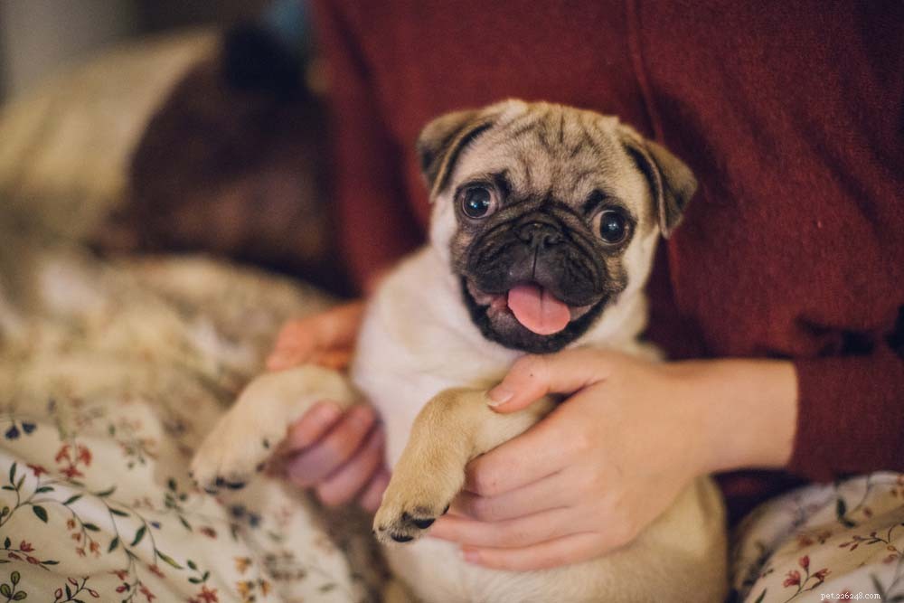 Top 30 Lap Dogs for Warm, Cuddly Companions