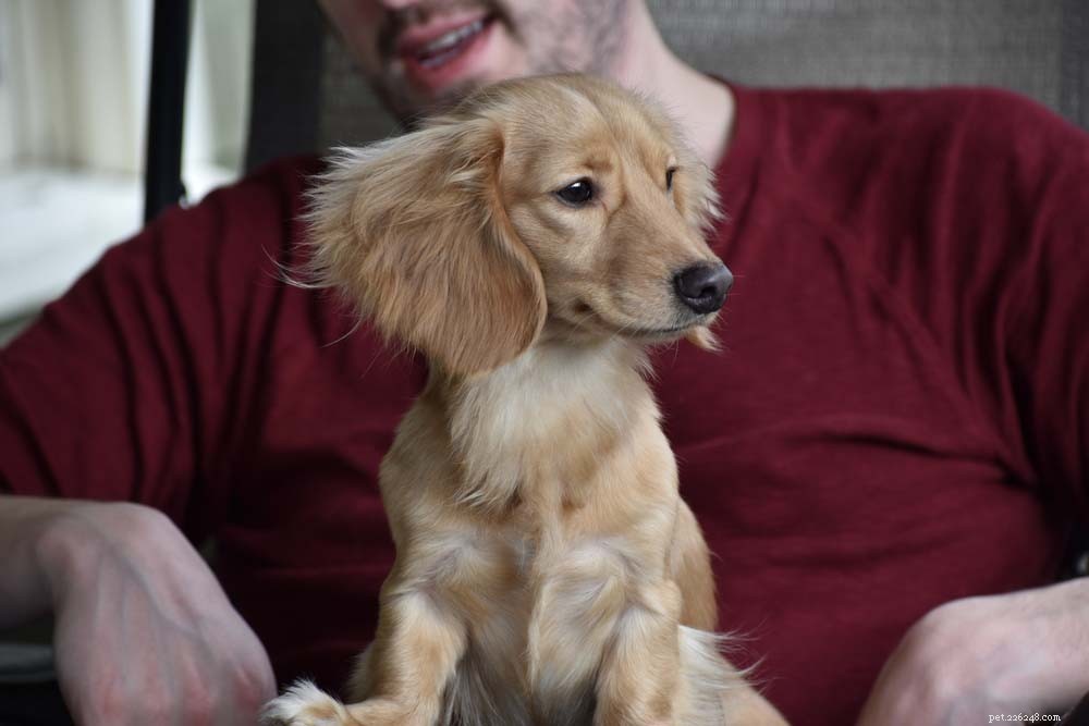 Top 30 Lap Dogs for Warm, Cuddly Companions